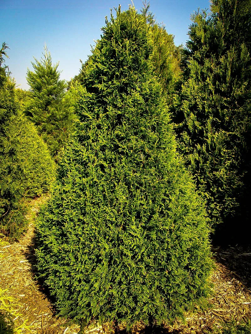 Thuja Can Can Trees For Sale Online | The Tree Center