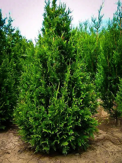 Thuja Can Can Trees For Sale Online | The Tree Center