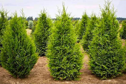 Excelsa Giant Arborvitae For Sale Online | The Tree Center