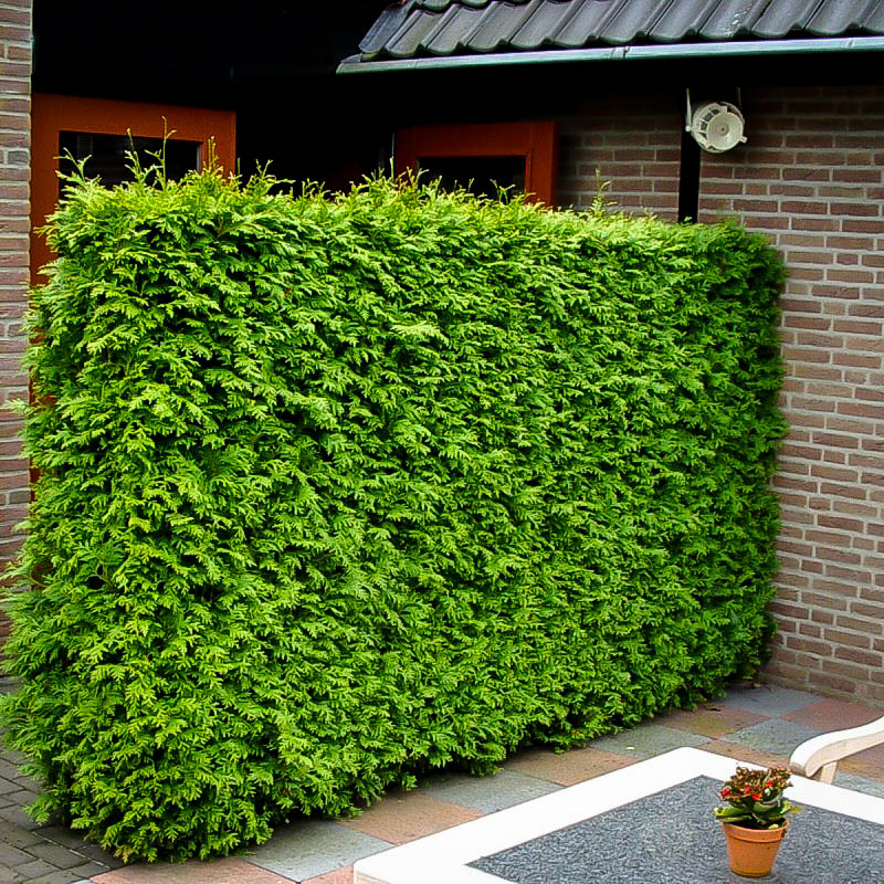 Thuja Green Giant Spacing