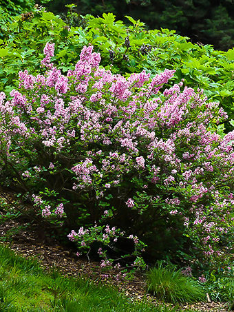 Lilac Bushes For Sale | Buy Lilacs Online | The Tree Center