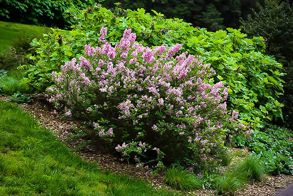 Tinkerbelle Lilac Bushes For Sale 