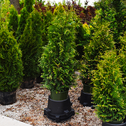 Tiny Tower Arborvitae For Sale Online | The Tree Center