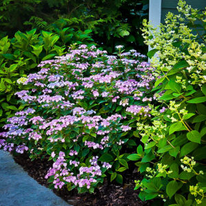 Tiny Tuff Stuff Mountain Hydrangeas For Sale | The Tree Center