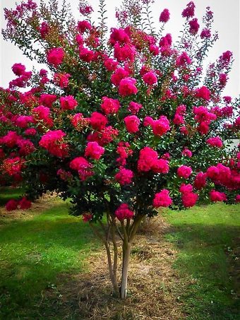 Strawberry Dazzle Crape Myrtle | The Tree Center™