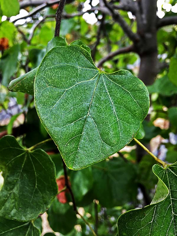 Traveller Weeping Redbud Trees For Sale Online The Tree Center