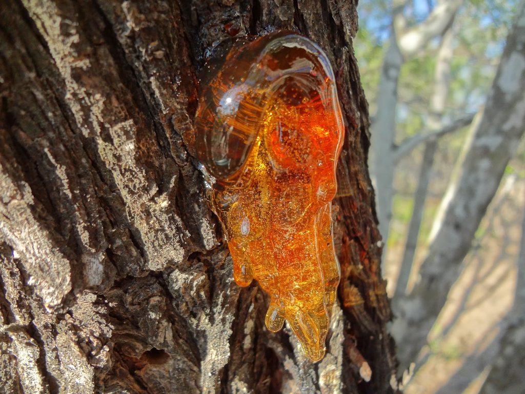 What Is Tree Sap and What Causes It? Learn Why Trees Produce Sap