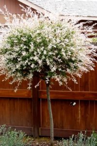 Tri-Color Willow Tree For Sale Online | The Tree Center