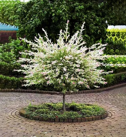 Tri-Color Willow Tree For Sale Online | The Tree Center