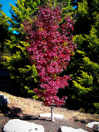 Twomblys Red Sentinel Japanese Maple