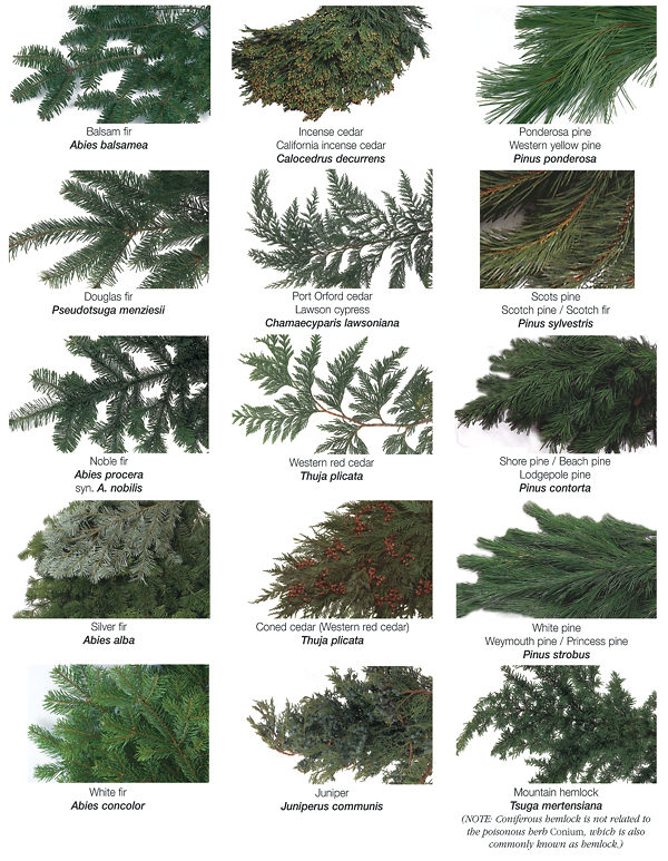 Different Types Of Evergreen Trees Complete Buying Guide for