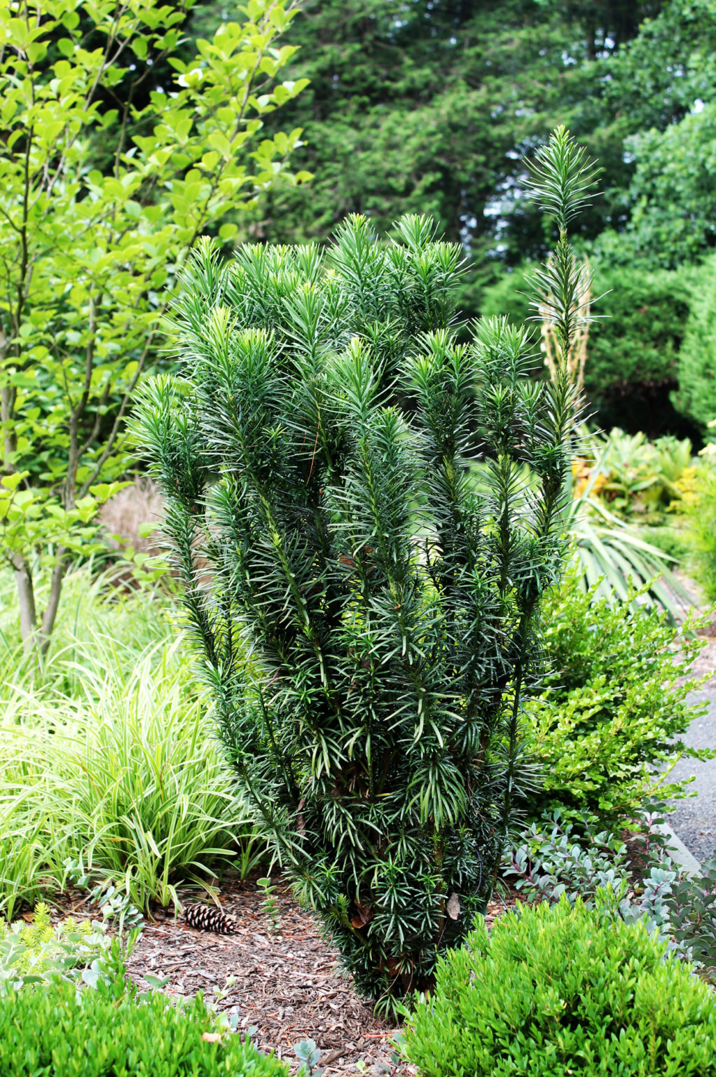 Upright Japanese Plum Yew For Sale Online | The Tree Center