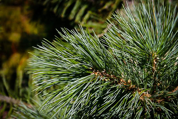 Vanderwolfs Pyramid Limber Pine Trees For Sale | The Tree Center