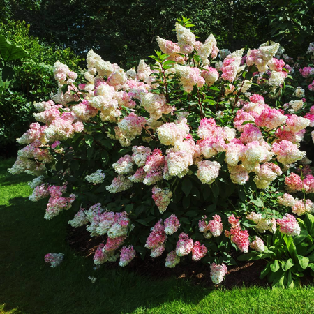 Vanilla Strawberry® Hydrangeas For Sale Online | The Tree Center