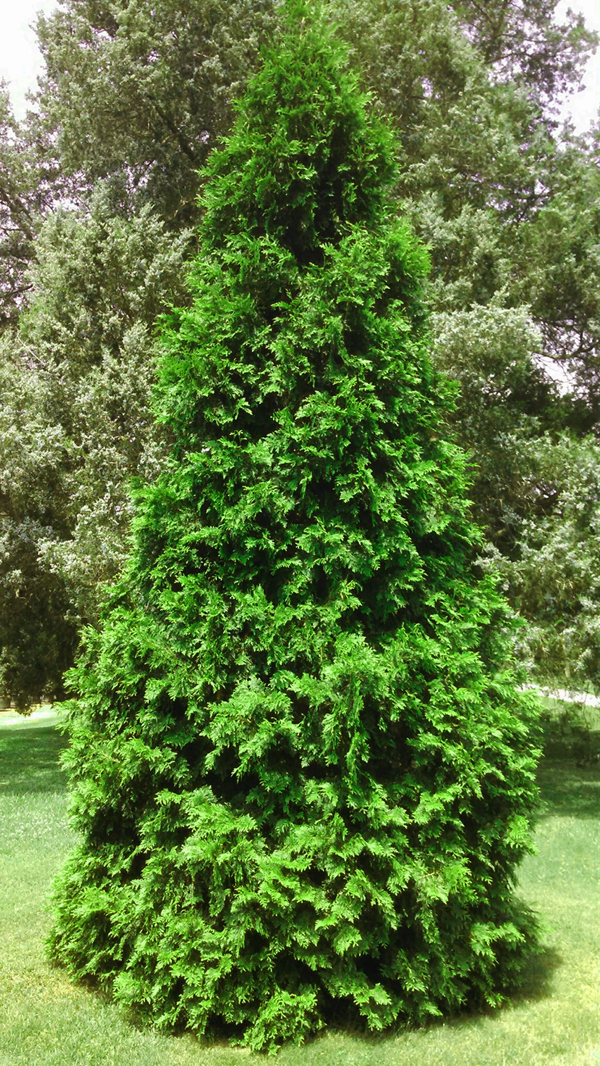 Virginian Arborvitae For Sale Online | The Tree Center