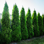 Virginian Arborvitae For Sale Online | The Tree Center