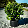 Wavy Leaf Privet Ligustrum For Sale | The Tree Center