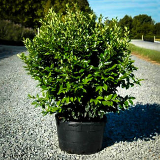 Wavy Leaf Privet Ligustrum For Sale | The Tree Center