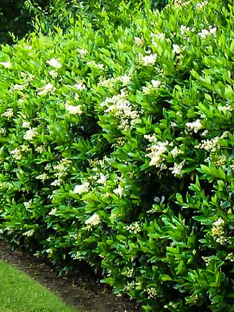 privet hedge flowers