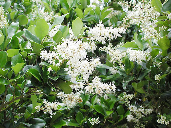 Waxleaf Privet Shrubs For Sale Online | The Tree Center