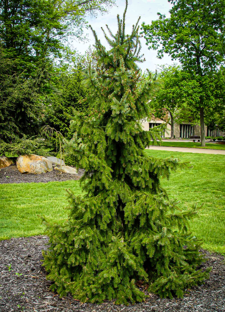 Weeping Serbian Spruce For Sale Online | The Tree Center