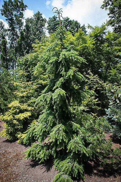 Weeping Serbian Spruce For Sale Online 