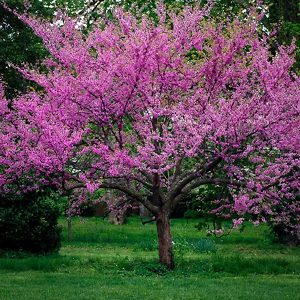 Eastern Redbud For Sale Online | The Tree Center