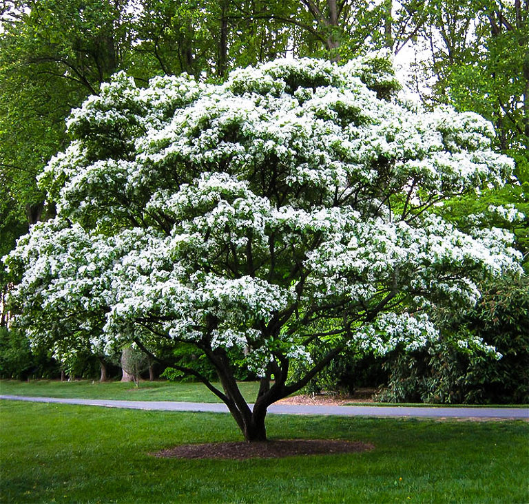 Fringe Tree For Sale Online | The Tree Center