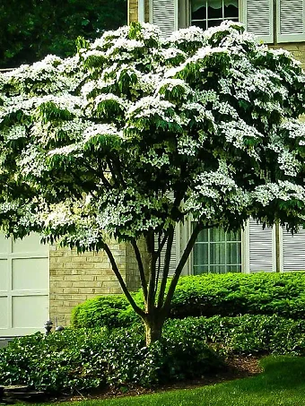 do dogwood trees have deep roots