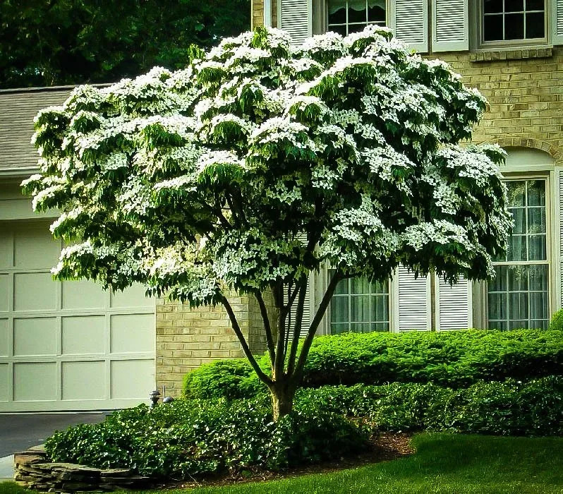 White Kousa Dogwood Trees For Sale | The Tree Center