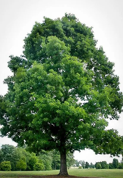 White Oak For Sale Online 