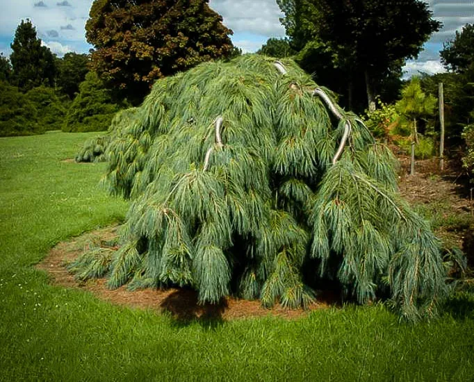 types of weeping evergreen trees
