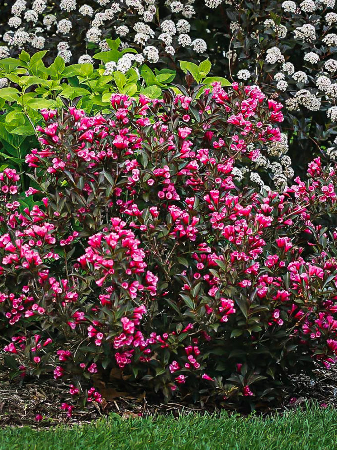 Lemon Ice Weigela For Sale Online | The Tree Center