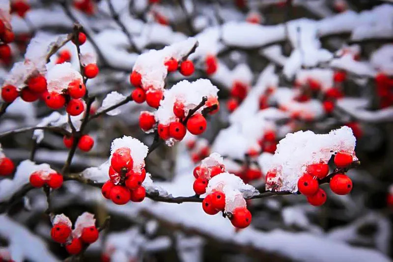 Winterberry Holly Shrubs For Sale | The Tree Center