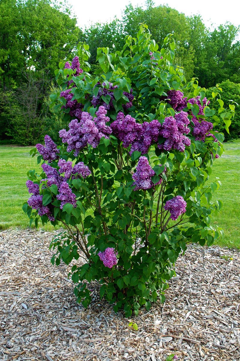 Yankee Doodle Lilacs For Sale Online The Tree Center