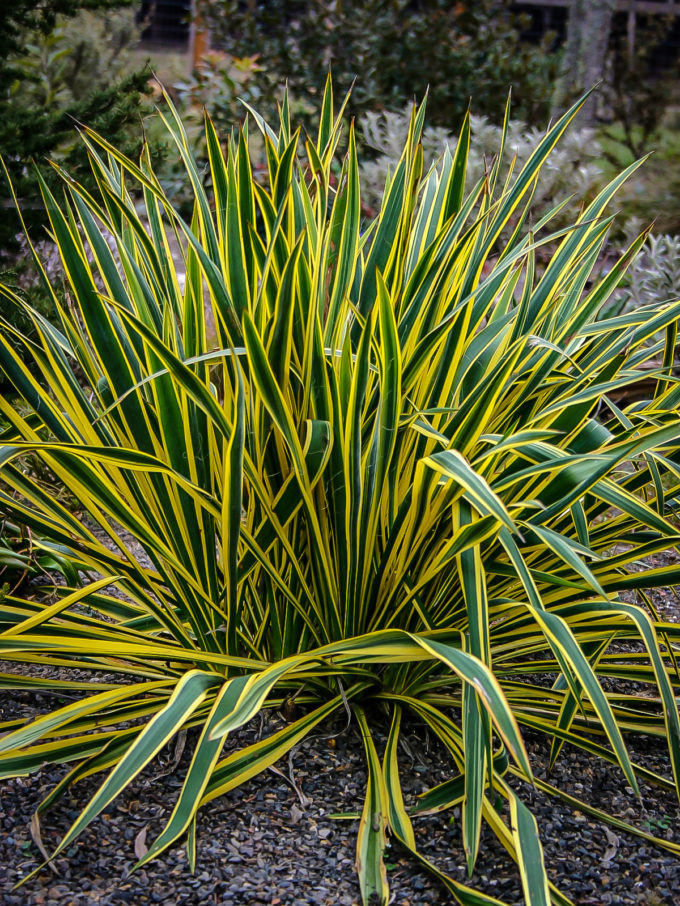 Blue Sentry Yucca Plants For Sale | The Tree Center