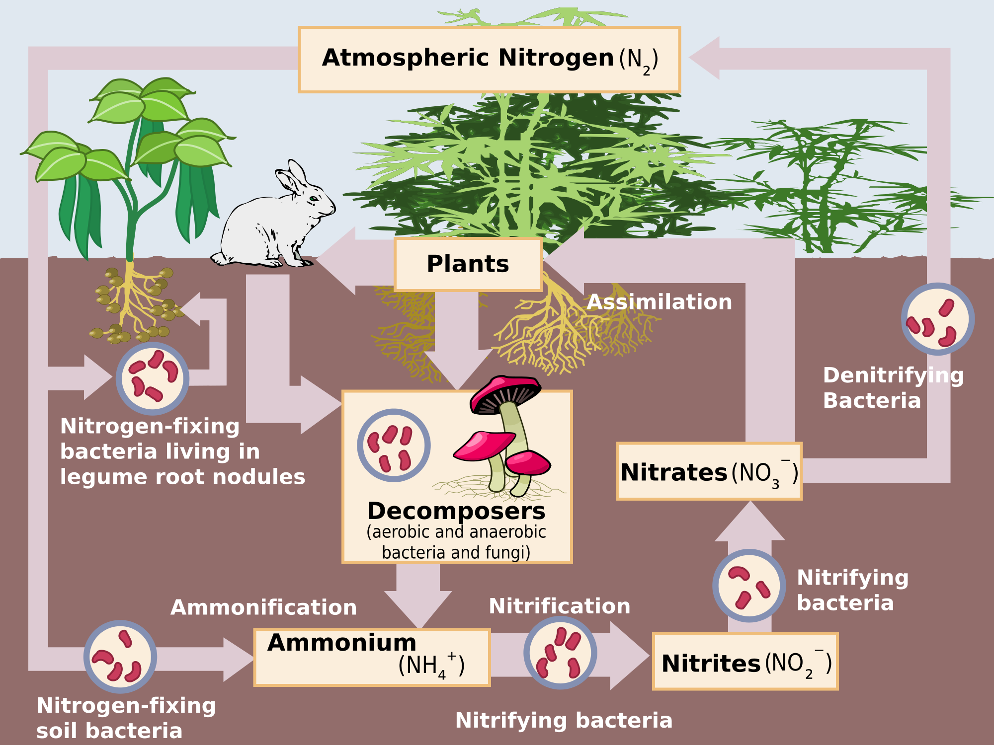 What Is Nitrogen Fixation The Tree Center 