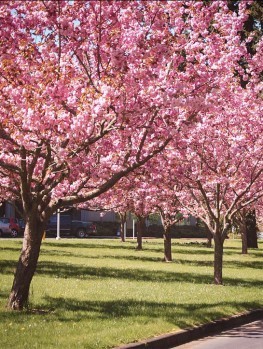 Cherry Blossom Tree  The Tree Center™