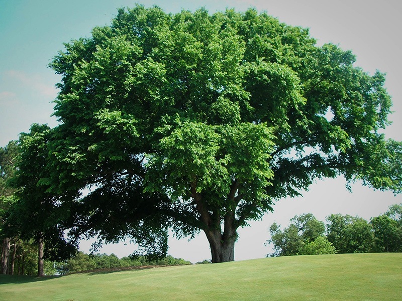 American Elm Tree For Sale The Tree Center™