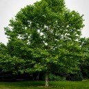 American Sycamore For Sale | The Tree Center™