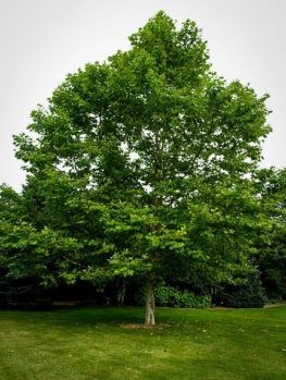 Buy Sycamore Trees Online | The Tree Center™