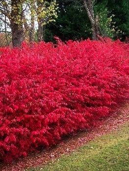 Emerald N' Gold Euonymus Wintercreeper For Sale Online ...