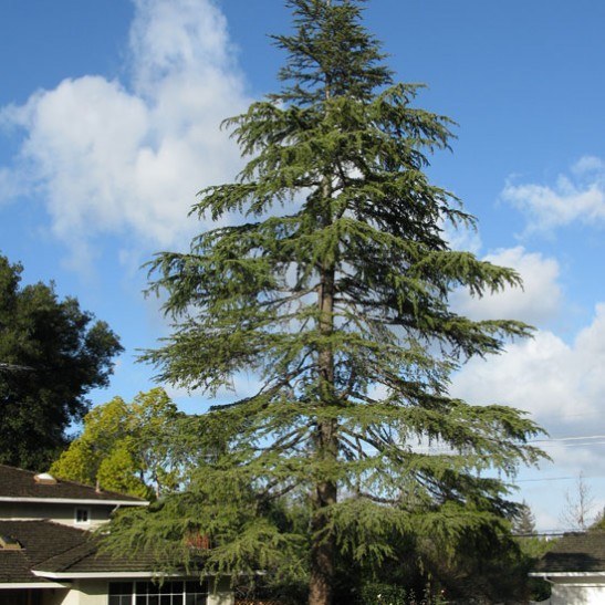 Cedar Deodar For Sale Online | The Tree Center