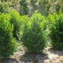 English Cherry Laurel For Sale Online  The Tree Center™