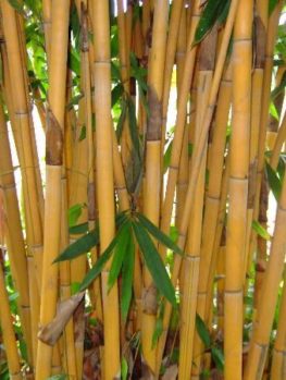 Sunset Glow Bamboo For Sale Online | The Tree Center