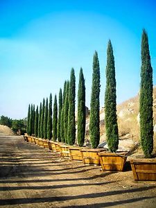 Potted Italian Cypress Trees
