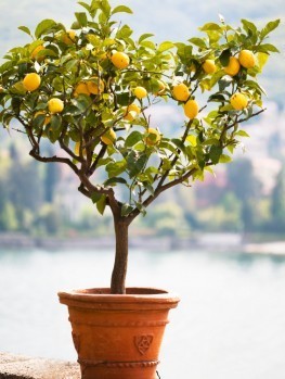tree yuzu citron lemon trees citrus yuzo