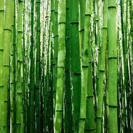 Multiplex Bamboo For Sale Online | The Tree Center