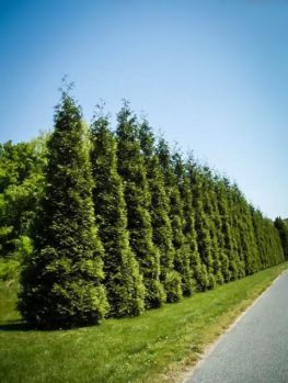 Leyland Cypress Trees for Sale | Buy Leyland Cypress Online | The Tree ...