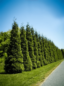 thuja-row